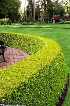 Golden Triumph Variegated Dwarf Boxwood - 3 Gallon Pot -Garden Plants Shop buxus microphylla golden triumph boxwood hedge 2