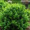 Little Missy Dwarf Boxwood - 1 Gallon Pot -Garden Plants Shop buxus microphylla little missy dwarf boxwood 1