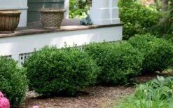 Little Missy Dwarf Boxwood - 5 Pack Of Quart Pots 12 Little Missy Dwarf Boxwood - 5 Pack Of Quart Pots -Garden Plants Shop buxus microphylla little missy dwarf boxwood 5 1