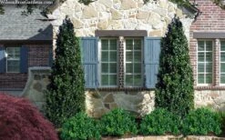 Arctic Emerald Columnar Boxwood - 1 Gallon Pot 12 Arctic Emerald Columnar Boxwood - 1 Gallon Pot -Garden Plants Shop buxus sempervirens arctic emerald boxwood 103 1