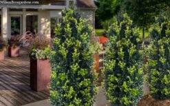 Arctic Emerald Columnar Boxwood - 1 Gallon Pot 13 Arctic Emerald Columnar Boxwood - 1 Gallon Pot -Garden Plants Shop buxus sempervirens arctic emerald boxwood 105 1