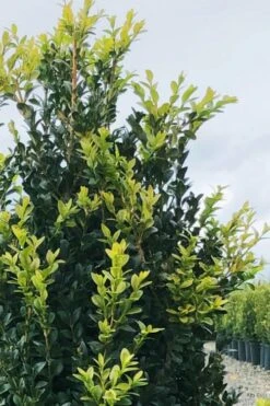 Arctic Emerald Columnar Boxwood - 6 Pack Of 1 Gallon Pots -Garden Plants Shop buxus sempervirens arctic emerald boxwood 12