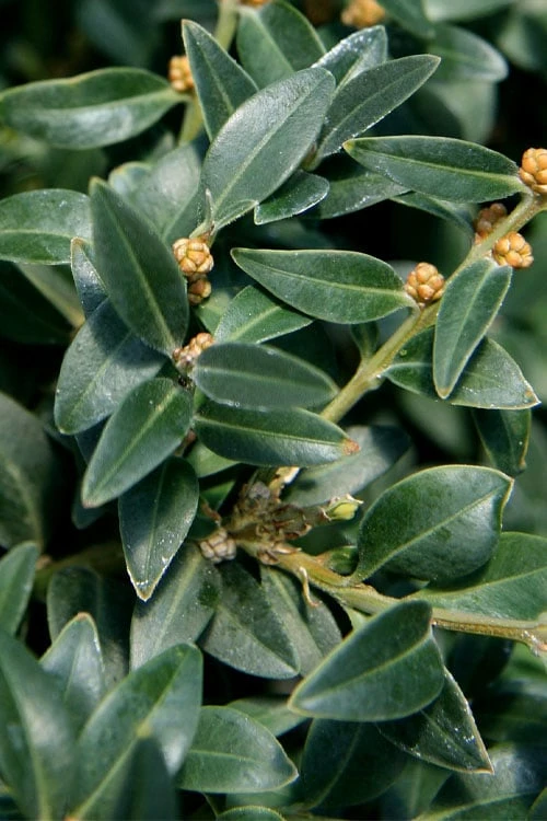 Arctic Emerald Columnar Boxwood - 1 Gallon Pot 9 Arctic Emerald Columnar Boxwood - 1 Gallon Pot - Image 7