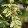 Golden Weeping Boxwood (Buxus Sempervirens 'Aurea Pendula') - 1 Gallon Pot 2 Golden Weeping Boxwood (Buxus Sempervirens 'Aurea Pendula') - 1 Gallon Pot -Garden Plants Shop buxus sempervirens aurea pendula variegated weeping boxwood 5