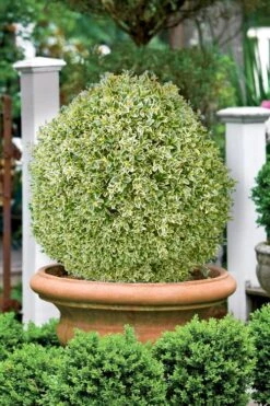 Elegans Variegated Boxwood - Buxus Sempervirens 'Elegantissima' - 6 Pack Of 1 Gallon Pots -Garden Plants Shop buxus sempervirens elegantissima variegated boxwood 101