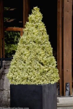 Elegans Variegated Boxwood - Buxus Sempervirens 'Elegantissima' - 6 Pack Of 1 Gallon Pots -Garden Plants Shop buxus sempervirens elegantissima variegated boxwood 105