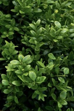 Green Tower Boxwood - 2 Gallon Pot -Garden Plants Shop buxus sempervirens monrue green tower boxwood 1 1