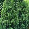 Green Tower Boxwood - 2 Gallon Pot -Garden Plants Shop buxus sempervirens monrue green tower boxwood 2 1