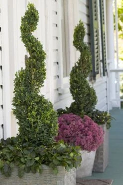 Green Tower Boxwood - 3 Gallon Pot -Garden Plants Shop buxus sempervirens monrue green tower boxwood 3