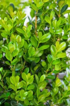 Winterstar Boxwood - 1 Gallon Pot -Garden Plants Shop buxus winterstar boxwood 1