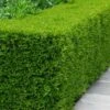 Winterstar Boxwood - 1 Gallon Pot -Garden Plants Shop buxus winterstar boxwood 2