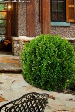 Winterstar Boxwood - 1 Gallon Pot -Garden Plants Shop buxus winterstar boxwood 4