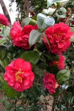 Turandot Camellia Japonica - 7 Gallon Pot -Garden Plants Shop caellia turandot 20