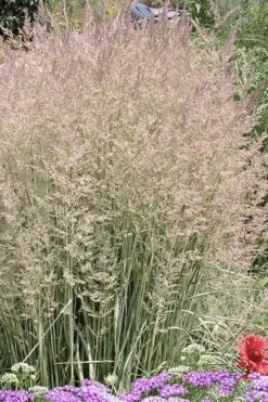 Avalanche Feather Reed Grass (Calamagrostis) - 3 Gallon Pot -Garden Plants Shop calamagrostis x acutiflora avalanche feather reed grass 4