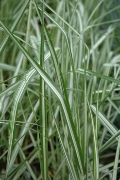 Avalanche Feather Reed Grass (Calamagrostis) - 3 Gallon Pot -Garden Plants Shop calamagrostis x acutiflora avalanche feather reed grass 6