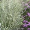 Avalanche Feather Reed Grass (Calamagrostis) - 3 Gallon Pot -Garden Plants Shop calamagrostis x acutiflora avalanche feather reed grass 8