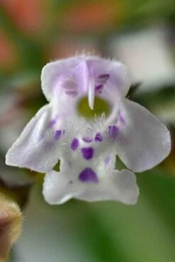 White Cloud Calamint - 5 Pack Of Quart Pots -Garden Plants Shop calamint 16