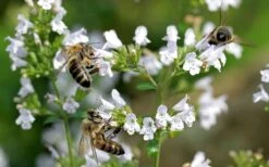 White Cloud Calamint - 5 Pack Of Quart Pots -Garden Plants Shop calamint white cloud 5