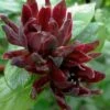 Simply Scentsational Sweetshrub (Calycanthus ) - 3 Gallon Pot -Garden Plants Shop calycanthus simply scentsational sweet shrub 13 1