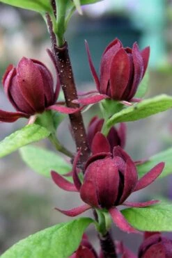Simply Scentsational Sweetshrub (Calycanthus ) - 3 Gallon Pot -Garden Plants Shop calycanthus simply scentsational sweet shrub 3 1