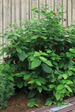 Simply Scentsational Sweetshrub (Calycanthus ) - 3 Gallon Pot -Garden Plants Shop calycanthus simply scentsational sweet shrub 4 1