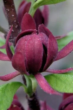 Simply Scentsational Sweetshrub (Calycanthus ) - 3 Gallon Pot -Garden Plants Shop calycanthus simply scentsational sweet shrub 7 1