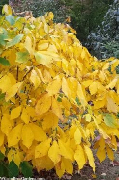 Simply Scentsational Sweetshrub (Calycanthus ) - 3 Gallon Pot -Garden Plants Shop calycanthus simply scentsational sweet shrub 8 1