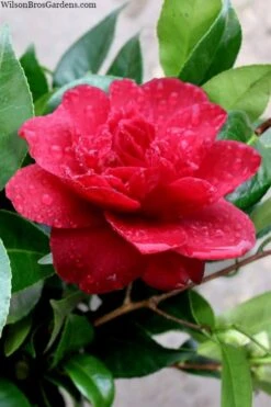 Altheaflora Camellia - 3 Gallon Pot -Garden Plants Shop camellia altheaflora 1