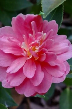 Autumn Spirit Camellia - Hybrid - 1 Gallon Pot -Garden Plants Shop camellia autumn spirit 21