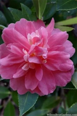 Autumn Spirit Camellia - Hybrid - 1 Gallon Pot -Garden Plants Shop camellia autumn spirit 22