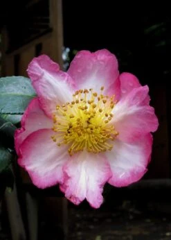 Autumn Sunrise Camellia Sasanqua - 1 Gallon Pot -Garden Plants Shop camellia autumn sunrise 10
