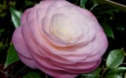 Ella Ward Parsons Camellia - 3 Gallon Pot 9 Ella Ward Parsons Camellia - 3 Gallon Pot -Garden Plants Shop camellia ella ward parsons 2