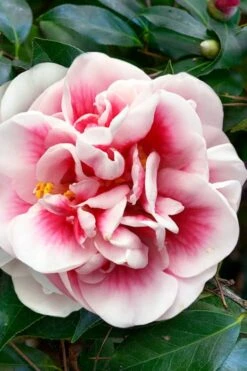 Irrational Exuberance Camellia Japonica - 3 Gallon Pot -Garden Plants Shop camellia irrational exuberance 3