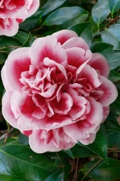 Irrational Exuberance Camellia Japonica - 3 Gallon Pot -Garden Plants Shop camellia irrational exuberance 7
