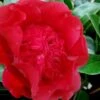 Altheaflora Camellia - 3 Gallon Pot 2 Altheaflora Camellia - 3 Gallon Pot -Garden Plants Shop camellia japonica altheaflora 1