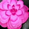Early Wonder Camellia Japonica - 2 Gallon Pot -Garden Plants Shop camellia japonica early wonder 1