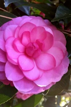 Early Wonder Camellia Japonica - 2 Gallon Pot -Garden Plants Shop camellia japonica early wonder 5