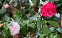 LA Peppermint Camellia Japonica - 1 Gallon Pot -Garden Plants Shop camellia japonica la peppermint 101