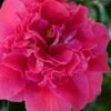 Roosevelt Blues Camellia Japonica - 3 Gallon Pot -Garden Plants Shop camellia japonica roosevelt blues 3