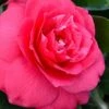 Rose Dawn Camellia Japonica - 1 Gallon Pot -Garden Plants Shop camellia japonica rose dawn 23
