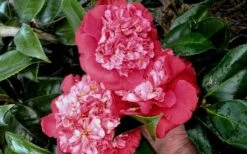 Laura Walker Camellia Japonica - 1 Gallon Pot -Garden Plants Shop camellia laura walker 10 1