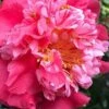 Laura Walker Camellia Japonica - 3 Gallon Pot -Garden Plants Shop camellia laura walker 11