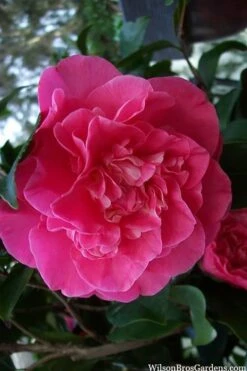 Marie Bracey Camellia Japonica - 3 Gallon Pot 13 Marie Bracey Camellia Japonica - 3 Gallon Pot -Garden Plants Shop camellia marie bracey 100