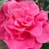 Marie Bracey Camellia Japonica - 3 Gallon Pot 2 Marie Bracey Camellia Japonica - 3 Gallon Pot -Garden Plants Shop camellia marie bracey 101