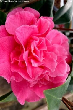 Marie Bracey Camellia Japonica - 3 Gallon Pot 15 Marie Bracey Camellia Japonica - 3 Gallon Pot -Garden Plants Shop camellia marie bracey 102