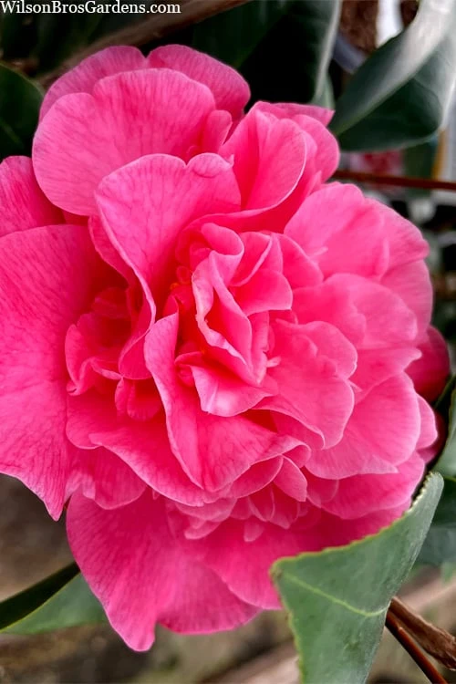 Marie Bracey Camellia Japonica - 3 Gallon Pot 9 Marie Bracey Camellia Japonica - 3 Gallon Pot - Image 7