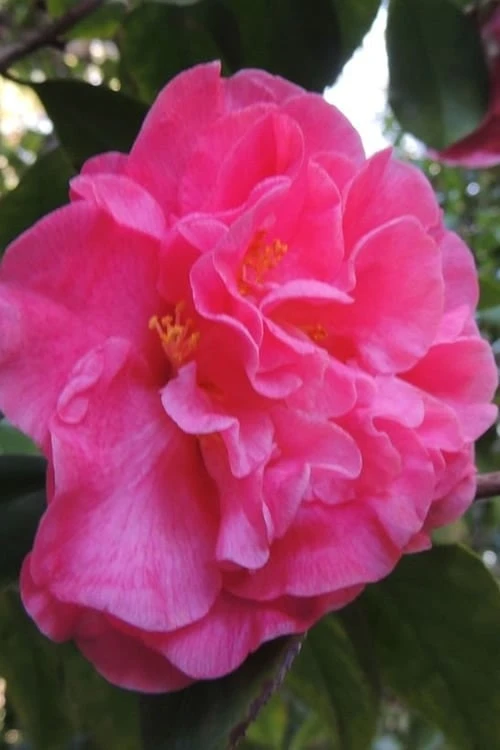 Marie Bracey Camellia Japonica - 3 Gallon Pot 8 Marie Bracey Camellia Japonica - 3 Gallon Pot - Image 6