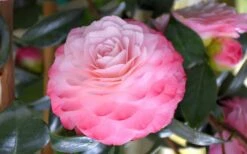 Nuccio's Pearl Camellia Japonica - 1 Gallon Pot -Garden Plants Shop camellia mnuccios pearl 3