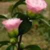 Nuccio's Pearl Camellia Japonica - 1 Gallon Pot -Garden Plants Shop camellia nuccios pearl 2