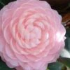 Otome Pink Camellia Japonica - 3 Gallon Pot -Garden Plants Shop camellia otome